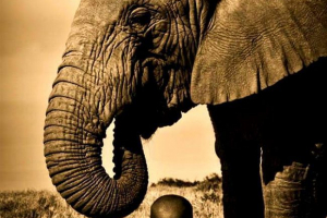 У танзанії слон врятував маленького хлопчика з мавп У танзанії слон врятував маленького хлопчика з мавп